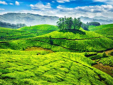 Munnar Travels From Tirupati
